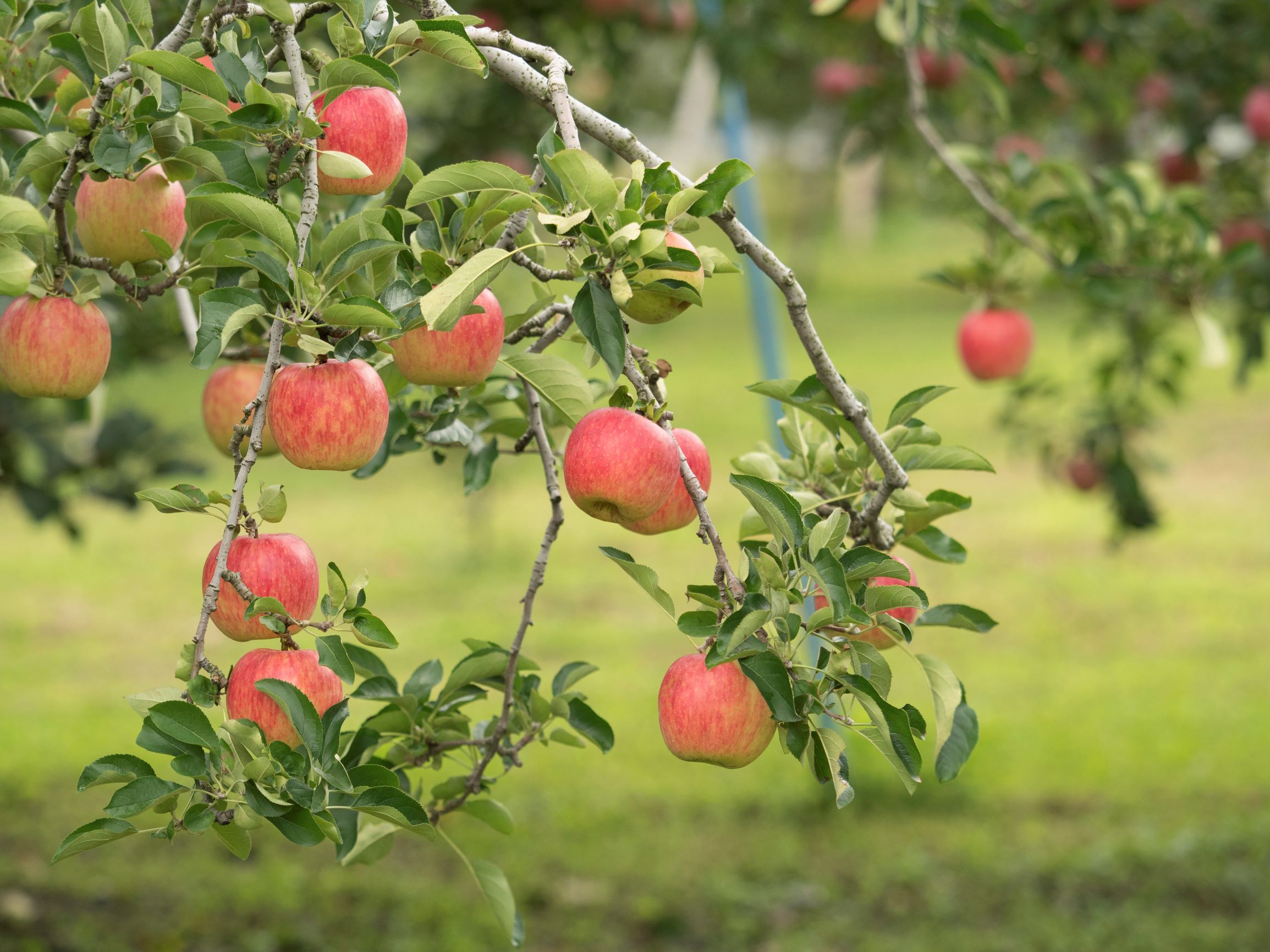 りんご にまつわる英語のことわざをご紹介します コラム お知らせ 関西福祉科学大学が発信するレシピと栄養情報サイト ふっかの健康食ラボラトリー