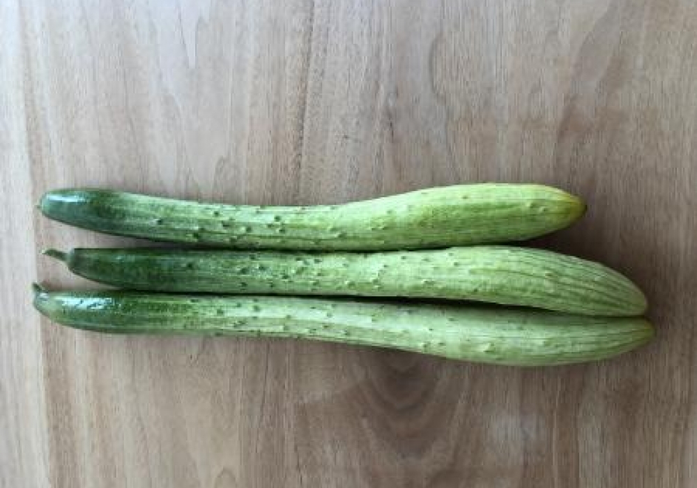 大阪の伝統の食③　なにわの伝統野菜「毛馬キュウリ」